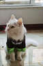 TMJD MISS秋冬貓咪狗狗潮牌衣服布偶貓藍貓防掉毛小型犬雪納瑞寵物加絨衛衣 黑綠拼色 圓領(lǐng)秋冬款 S碼【建議3-4斤】 曬單實(shí)拍圖