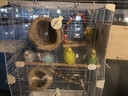 卡熙鳥(niǎo)籠鸚鵡鳥(niǎo)籠全透明防飛濺亞克力家用大型牡丹鸚鵡專(zhuān)用繁殖籠用品 大號前透明款_白色-雙房別墅13件 曬單實(shí)拍圖