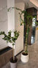 香水檸檬樹(shù)大型盆栽綠植客廳室內好養花卉盆栽水果樹(shù)四季好養植物 檸檬樹(shù)1.2-1.4m 原盆（需自行配盆） 曬單實(shí)拍圖