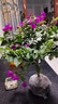 行湘三角梅盆栽花卉觀(guān)花植物紫色三角梅周長(cháng)約2CM粗不含盆 源頭直發(fā) 曬單實(shí)拍圖