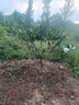 早熟水蜜桃樹(shù)樹(shù)苗嫁接黃桃樹(shù)苗樹(shù)當年結果南北方種植桃苗桃樹(shù)果苗 艷紅桃5年苗(當年結果)包成活 81cm(含)-110cm(含) 曬單實(shí)拍圖