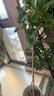 臨雅香水檸檬樹(shù)盆栽室內大型綠植物客廳陽(yáng)臺四季好養1.4m含盆源頭直發(fā) 曬單實(shí)拍圖