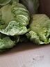 【冬儲菜】新鮮黃心大白菜霜打大白菜現砍現發(fā)火鍋早餐炒菜 7-8斤 曬單實(shí)拍圖