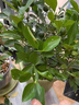 JCZS四季金桔橘樹(shù)苗脆皮帶果植物室內陽(yáng)臺綠植觀(guān)果年宵小橘子樹(shù)好養 【帶果發(fā)貨】四季金桔樹(shù)+紋理盆 曬單實(shí)拍圖