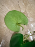 水培一葉蓮浮萍迷你水草凈化水質(zhì)魚(yú)缸造景睡蓮花水生水養花卉植物 一葉蓮 【3片裝】尺寸8-11厘米 曬單實(shí)拍圖