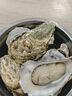 燈塔水母【鮮活】乳山生蠔牡蠣3XL號凈重5斤源頭直發(fā) 曬單實(shí)拍圖