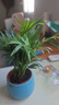 植男植女袖珍椰子客廳桌面散尾葵盆栽室內花卉辦公室水培綠植物源頭直發(fā) 曬單實(shí)拍圖