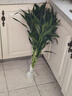 富貴竹水養客廳帶根水培植物盆栽土招財大寬葉富貴竹粗竹加粗竹子 【帶根富貴竹10棵 高70公分左右 曬單實(shí)拍圖