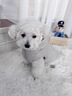 湯尼熊 TAWNEYBEAR寵物衣服狗狗羽絨服秋冬雪納瑞泰迪比熊博美小型犬貓咪保暖馬甲 馬甲羽絨服外套【米灰-新國標90絨】 M丨背長(cháng)29胸圍44建議5-8斤 曬單實(shí)拍圖