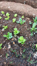 四季新鮮生菜苗子意大利生菜苗庭院秧苗種子種植秋冬陽(yáng)臺盆栽蔬菜 耐寒奶油生菜苗 20棵苗 曬單實(shí)拍圖