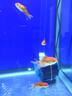 智伴熊 ZIBARBEAR蝶尾金魚(yú)鎏金小金魚(yú)活觀(guān)賞魚(yú)小型冷水魚(yú)淡水魚(yú)好養耐活紅獅魚(yú)泰獅 4-5cm隨機小金魚(yú)12條 曬單實(shí)拍圖