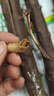 斗米蟲(chóng)深山云實(shí)蛀蟲(chóng)2克蟲(chóng)鳥(niǎo)不踏刺蟲(chóng)閻王刺蟲(chóng)現找帶樹(shù)枝營(yíng)養正宗 帶樹(shù)枝10條送2條斗米蟲(chóng) 10條*1箱 曬單實(shí)拍圖