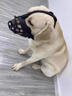 狗狗嘴套外出防咬防叫防亂吃馬犬中大型犬黑色反光狗嘴罩止吠神器 黑色反光款【升級款防掙脫可喝水】 3號【嘴圍25-29cm 建議體重35-55斤】 曬單實(shí)拍圖