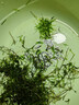光彩年華印度小竹節竹節草水草植物魚(yú)缸水族箱造景綠菊蜈蚣草水榕活體真草 30多支竹節草 帶瓷環(huán) 曬單實(shí)拍圖