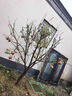 石榴樹(shù)庭院果樹(shù)綠化觀(guān)賞風(fēng)景大樹(shù)造景特大樹(shù)苗花石榴工程帶土球 2公分粗 其他 曬單實(shí)拍圖