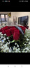 百花館鮮花速遞小時(shí)達玫瑰花滿(mǎn)天星真花束生日禮物送女友表白同城配送花 【摯愛(ài)偏寵】33朵紅玫|dys23 曬單實(shí)拍圖