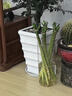 萌肉居龍竹水養綠植文昌竹盆栽富貴竹開(kāi)運竹40cm高6根不含瓶源頭直發(fā) 曬單實(shí)拍圖