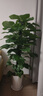 愛(ài)優(yōu)尚大葉綠蘿柱盆栽客廳大型綠植辦公室內除甲醛凈化空氣綠籮源頭直發(fā) 曬單實(shí)拍圖