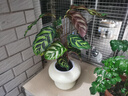 孔雀竹芋盆栽綠植室內觀(guān)葉四季常青凈化空氣辦公室懶人小盆栽植物 孔雀竹芋+米色飛碟樹(shù)脂盆 含盆 曬單實(shí)拍圖