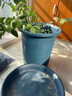 愛(ài)麗思花盆塑料深型樹(shù)脂花盆特大號多肉花盆種花種菜盆愛(ài)麗絲 10號藍色 曬單實(shí)拍圖