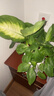 瑪麗安萬(wàn)年青盆栽特級大盆銀皇后綠植花卉室內客廳四季常青好養活 【特A級】大盆萬(wàn)年青[大浪琴陶瓷盆] 曬單實(shí)拍圖