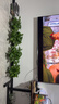 雙盟綠蘿盆栽除甲醛花卉綠植辦公室新房?jì)艋諝?80加侖4盆裝源頭直發(fā) 曬單實(shí)拍圖