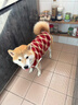 冇寵寵物狗狗衣服冬裝馬甲柴犬柯基比熊秋冬季小型犬加絨保暖寵物服裝 紅菱形格 3XL(建議20-25斤) 曬單實(shí)拍圖