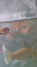 寵以沫黃金泥鰍觀(guān)賞魚(yú)好養耐活黃金泥鰍大號觀(guān)賞魚(yú)黃金泥鰍飼料工具魚(yú) 12-15cm黃金泥鰍10+1只 曬單實(shí)拍圖