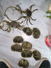 固城湖鮮活大閘蟹全母鮮活禮盒河蟹螃蟹特大6公7母產(chǎn)地直發(fā)清水養 全母4.2-4.5兩10只 曬單實(shí)拍圖