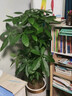 愛(ài)優(yōu)尚步步高發(fā)財樹(shù)辦公室客廳室內三桿招財樹(shù)喬遷開(kāi)業(yè)大型盆栽源頭直發(fā) 曬單實(shí)拍圖