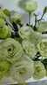【洋桔?！繜o(wú)刺玫瑰鮮花云南直發(fā)鮮花混搭花束七夕情人節520禮物 綠色洋桔梗20-25個(gè)花苞 曬單實(shí)拍圖