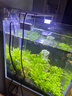無(wú)菌杯水草造景魚(yú)缸迷你日本矮珍珠趴地牛毛天胡荽活體植物前景草 后景 日本高珍珠 曬單實(shí)拍圖