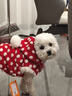 湯尼熊 TAWNEYBEAR小狗狗新年裝秋冬無(wú)袖馬甲外套貓咪雪納瑞泰迪比熊約克夏圣誕保暖 紅色波點(diǎn)外套【連帽款】 M丨背長(cháng)29胸圍44建議5-8斤 曬單實(shí)拍圖
