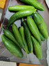山東壽光水果黃瓜生吃脆新鮮荷蘭青瓜當季無(wú)刺小黃瓜源頭直發(fā) 精品水果黃瓜凈重 4.5斤 曬單實(shí)拍圖