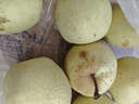 京鮮生 河北雪花梨 凈重5斤 單果200g+ 雪梨 生鮮水果 源頭直發(fā) 曬單實(shí)拍圖