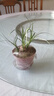 意軒酒瓶蘭盆栽蘭花迷你創(chuàng  )意辦公網(wǎng)紅盆景綠植室內懶人花卉耐旱植物 酒瓶蘭原盆原土5-6公分1棵 帶盆栽好 曬單實(shí)拍圖