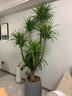 卉優(yōu)步步高發(fā)財樹(shù)大葉綠蘿龍血樹(shù)盆栽客廳辦公室內開(kāi)業(yè)喬遷大型綠植 特級·老樁多頭龍血樹(shù)【1.3-1.5米】白色吸水盆 主圖盆 曬單實(shí)拍圖