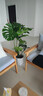 愛(ài)優(yōu)尚龜背竹盆栽客廳室內辦公室大型綠植盆景凈化空氣吸甲醛源頭直發(fā) 曬單實(shí)拍圖