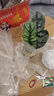 嘆為觀(guān)止綠植小盆栽辦公室桌面ins北歐風(fēng)植物室內客廳擺件四季好養 白犀牛海芋+斜口盆 曬單實(shí)拍圖