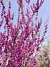 紫荊花樹(shù)苗庭院抗寒花卉室外院子里適合種不怕曬不怕凍紫色的花 叢生紫荊花【3-5分叉】1棵 曬單實(shí)拍圖