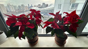 一品紅盆栽圣誕花庭院陽(yáng)臺花卉植物室內花好養活四季客廳面綠植 【好事成雙】一品紅2盆(原盆) 帶盆栽好 曬單實(shí)拍圖