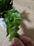 火焰鳥(niǎo)巢蕨盆栽綠植室內辦公室桌面觀(guān)葉凈化空氣懶人好養花卉植物 鳥(niǎo)巢蕨+小菠蘿樹(shù)脂吸水盆 含盆 曬單實(shí)拍圖