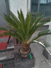 皓謙鐵樹(shù)盆栽蘇鐵公母鐵樹(shù)盆景樹(shù)苗室外庭院耐寒植物四季常青大型鐵樹(shù) 球莖18-20厘米公母一對 不含盆 曬單實(shí)拍圖