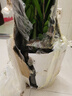 【招財進(jìn)寶金錢(qián)樹(shù)】客廳大型綠植好養活 開(kāi)業(yè)喬遷禮吸甲醛 菱形白盆 高60-70cm+蝴蝶結綁帶 55-80cm 曬單實(shí)拍圖