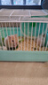 小倉鼠活物已打疫苗活體公仔一對銀狐布丁小寵物金絲熊送籠子 一公一母 金絲熊 曬單實(shí)拍圖