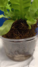 火焰鳥(niǎo)巢蕨苔蘚球蕨類(lèi)植物苔玉水培室內花卉耐陰植物好養綠植盆栽 火焰鳥(niǎo)巢蕨苔蘚球+塑料托 帶盆栽好 曬單實(shí)拍圖