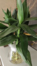 植男植女天堂鳥(niǎo)無(wú)土水培植物室內好養易活桌面綠植吸除甲醛高瓶40-50cm*2 曬單實(shí)拍圖