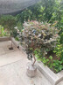 紅花繼木球紅葉石楠球樹(shù)苗冬青黃楊金森女貞海桐球庭院工程綠化苗 紅花繼木冠幅50厘米 50cm(含)-60cm(不含) 曬單實(shí)拍圖