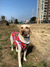 品云美寵大型犬狗衣服秋冬保暖金毛薩摩耶拉布拉多舒適透氣寵物衣服 東北大花襖-紅 7XL(體重60-70斤) 曬單實(shí)拍圖