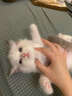純種美短貓活體幼貓虎斑貓加白起司貓短毛矮腳小貓咪寵物貓幼崽 寵物級 【更多貓咪】咨詢(xún)客服選寵 曬單實(shí)拍圖